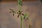 : - Prosthechea pterocarpa