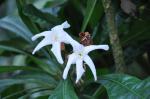 Brasilianischer Rotkelch
- Erythrochiton brasiliensis