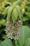 : - Eucomis bicolor