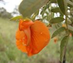 : - Harpalyce brasiliana