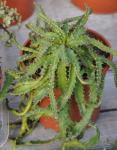 : - Euphorbia stellata