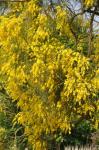 Ätna-Ginster - Genista aetnensis
