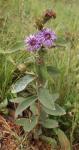 : - Lessingianthus roseus