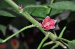 Kautschukbaum - Hevea brasiliensis