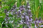 Glocken-Funkie - Hosta ventricosa