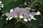 : - Hydrangea sargentiana
