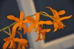 : - Cattleya cinnabarina