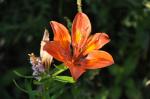 Feuer-Lilie - Lilium bulbiferum