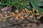 : - Stichorkis latifolia