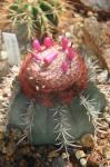 : - Melocactus violaceus
