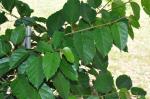 : - Mikania cordifolia
