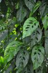 : - Monstera lechleriana