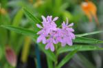: - Epidendrum centropetalum