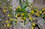 :-Cyrtochilum meirax