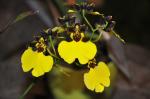 : - Oncidium varicosum
