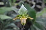 : - Paphiopedilum venustum