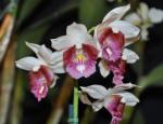 : - Gastrorchis humblotii var. schlechteri
