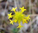 : - Perama hirsuta
