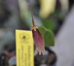 : - Restrepia schizosepala