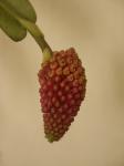 : - Robiquetia pachyphylla