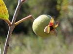 : - Psidium grandifolium