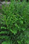 : - Selaginella pallescens