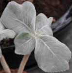: - Sinningia leucotricha