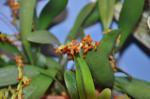 : - Stelis emarginata