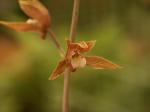 : - Tainia penangiana