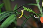 : - Thrixspermum centipeda