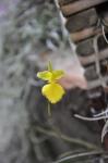 : - Tolumnia calochila