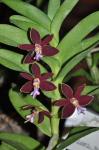: - Trichoglottis atropurpurea