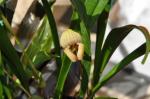 : - Trigonidium egertonianum