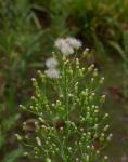 Kanadisches Berufkraut-Erigeron canadensis