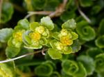 Gegenblätteriges Milzkraut - Chrysosplenium oppositifolium