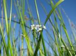 Sumpf-Labkraut - Galium palustre