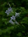 Efeu-Moorglöckchen - Wahlenbergia hederacea