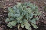 Gelber Hornmohn - Glaucium flavum