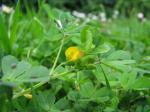 Arabischer Schneckenklee - Medicago arabica
