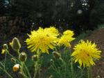Acker-Gänsedisteln - Sonchus arvensis