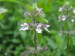 Acker-Ziest - Stachys arvensis