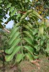 : - Sclerolobium aureum