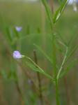 Viersamige Wicke - Vicia tetrasperma
