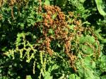 : - Chenopodium oahuense