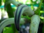 : - Cyanea rivularis