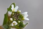 Rauhhaarige Gänsekresse - Arabis hirsuta