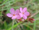 : - Sipanea hispida