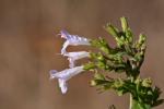 Kleinblütige Bergminze - Calamintha nepeta