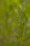 Aufrechtes Steifgras - Catapodium rigidum
