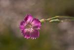 Stein-Nelke - Dianthus sylvestris